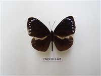 藏品(小紫斑蝶)的圖片